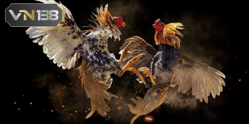 Chia sẻ một vài hình thức đá gà Campuchia thị hành nhất 