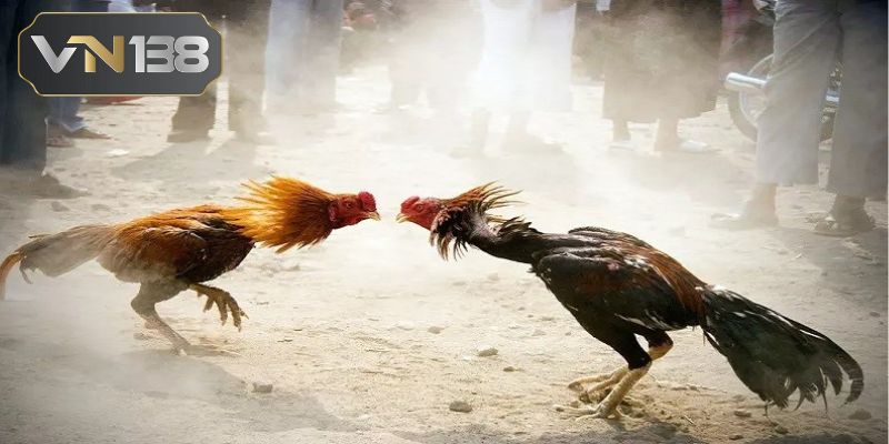 Đá Gà Campuchia tại VN138