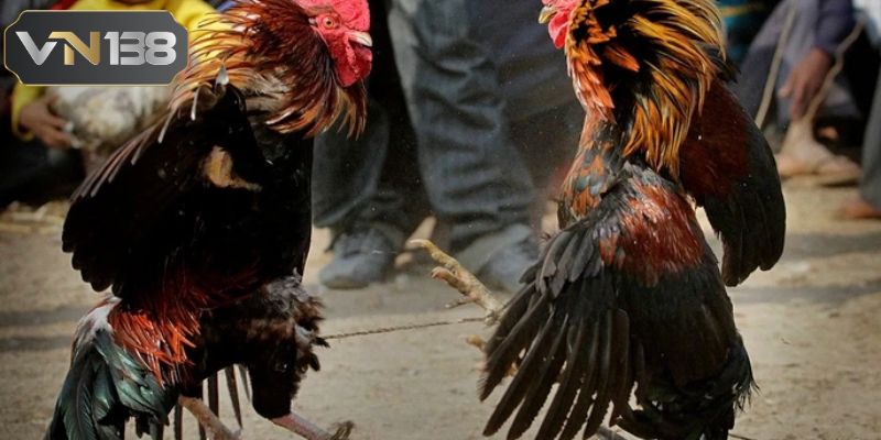 Thời gian thi đấu trong mỗi trận đá gà tại nhà cái