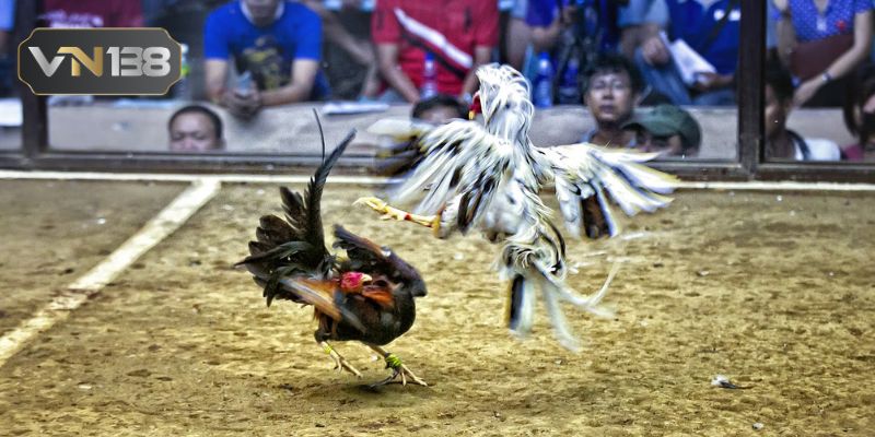 Đá Gà Thomo VN138