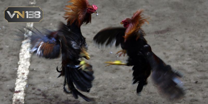 Hiểu rõ quy luật của các trận đấu gà Thomo