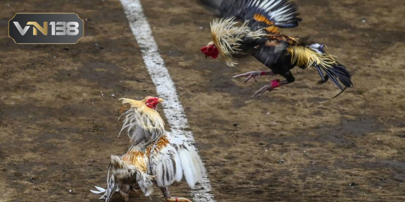 Khái quát nhanh thông tin về đá gà Thomo
