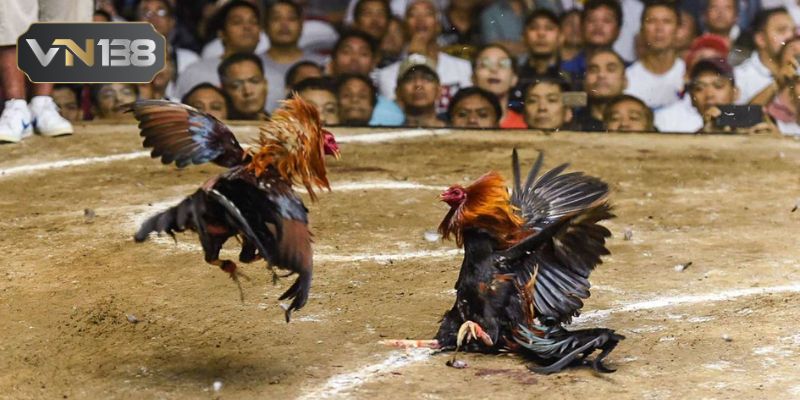 Lý do người chơi thích đá gà Thomo