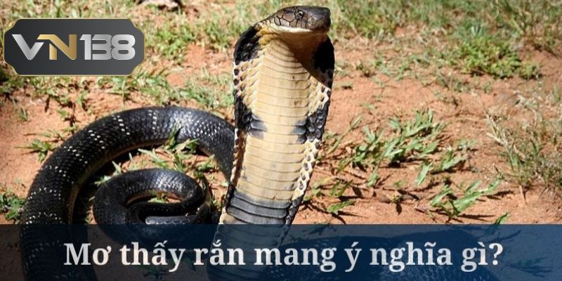 Ngủ Mơ Thấy Rắn Chọn Con Số Để Phát Tài