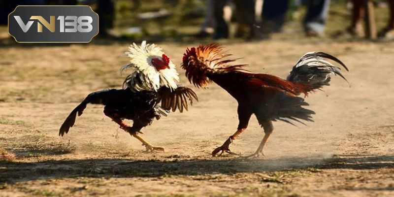 Những lý do thuyết phục bạn nên chơi đá gà cựa dao VN138 