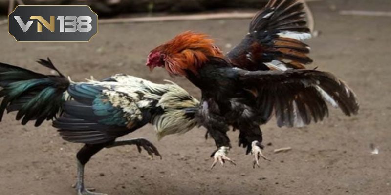 Đá gà cựa dao nhà VN138 có điểm gì nổi bật? 